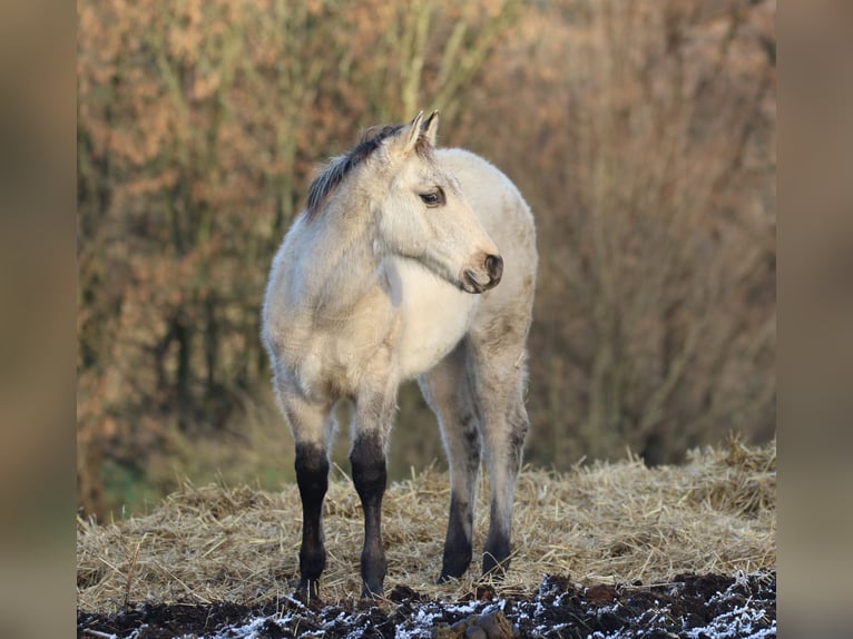 American Quarter Horse Hengst 1 Jaar 150 cm Dunalino in Bodenfelde