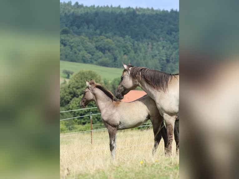 American Quarter Horse Hengst 1 Jaar 150 cm Grullo in Geiselwind