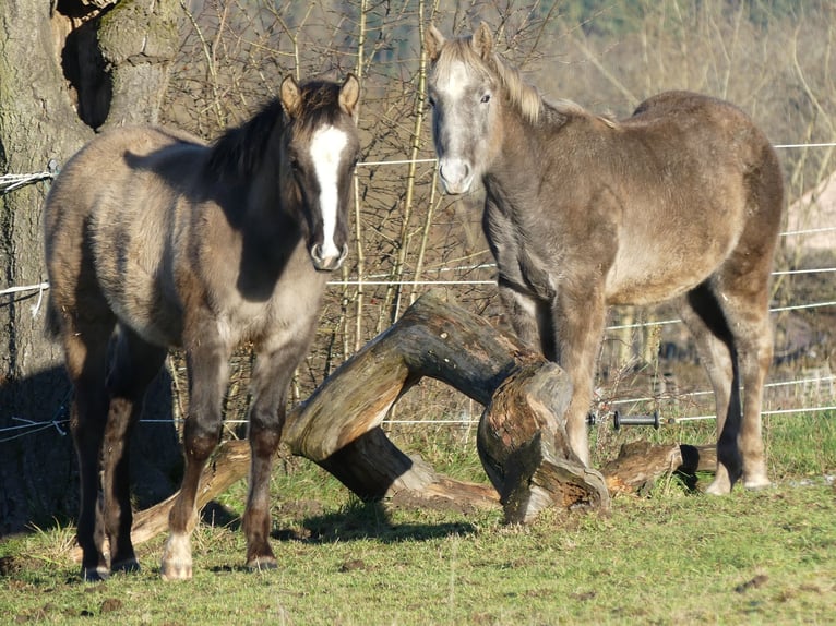 American Quarter Horse Hengst 1 Jaar 150 cm Grullo in Geiselwind