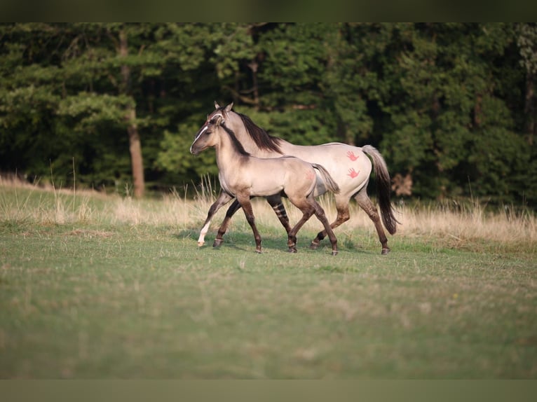 American Quarter Horse Hengst 1 Jaar 150 cm Grullo in Geiselwind