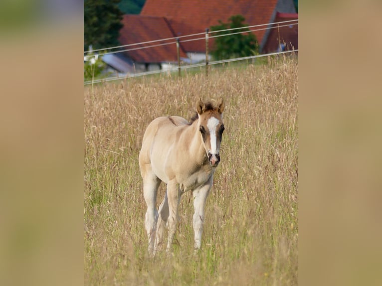 American Quarter Horse Hengst 1 Jaar 150 cm Grullo in Geiselwind