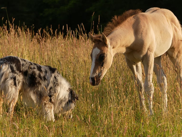 American Quarter Horse Hengst 1 Jaar 150 cm Grullo in Geiselwind