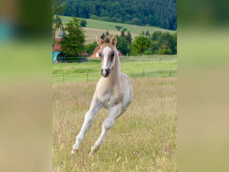 American Quarter Horse Hengst 1 Jaar 150 cm Grullo in Geiselwind