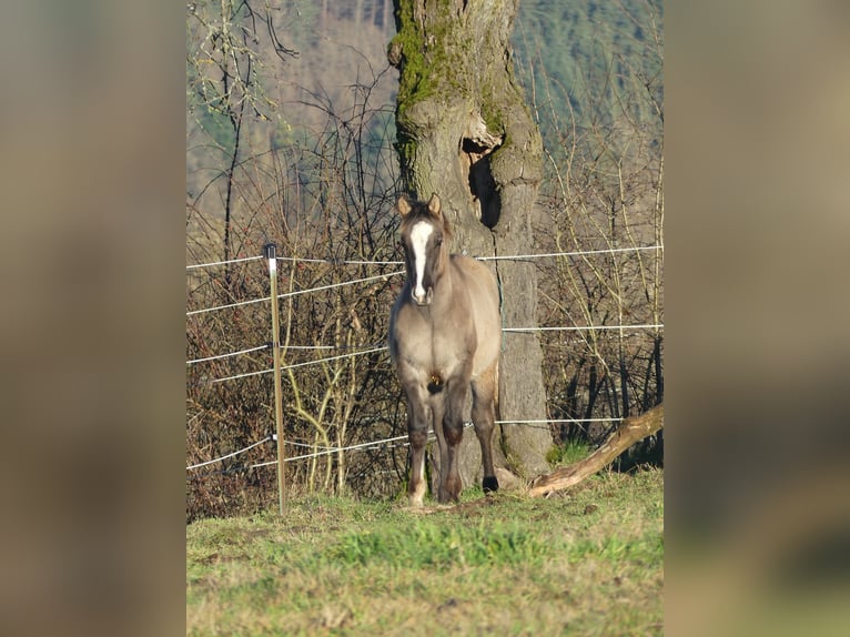 American Quarter Horse Hengst 1 Jaar 150 cm Grullo in Geiselwind