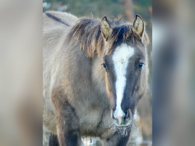 American Quarter Horse Hengst 1 Jaar 150 cm Grullo in Geiselwind