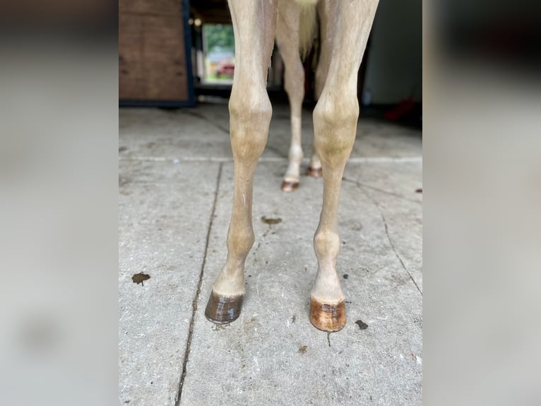 American Quarter Horse Hengst 1 Jaar 150 cm Palomino in New Holland