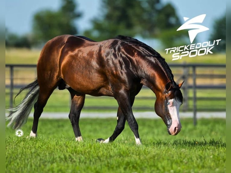 American Quarter Horse Hengst 1 Jaar 150 cm Palomino in New Holland