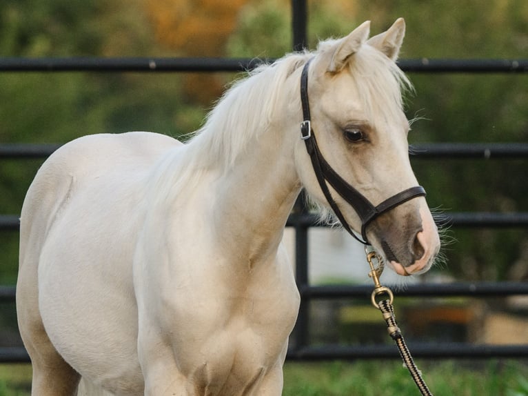 American Quarter Horse Hengst 1 Jaar 150 cm Palomino in New Holland