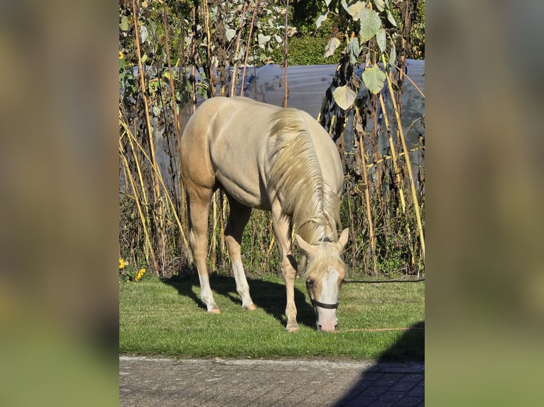 American Quarter Horse Hengst 1 Jaar 150 cm Palomino in Begijnendijk