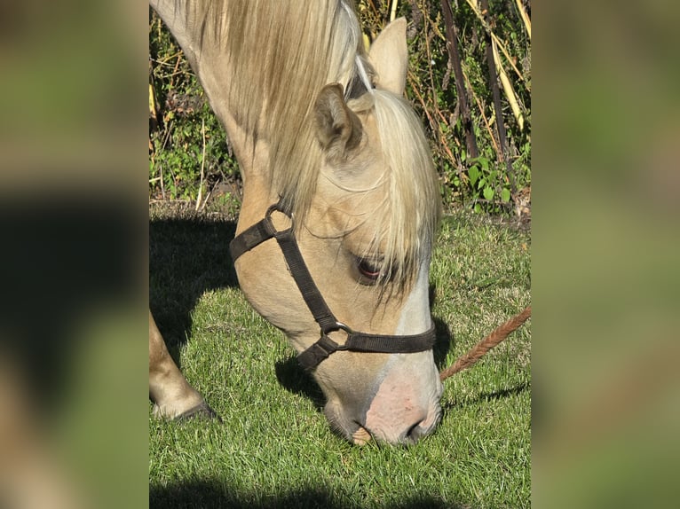 American Quarter Horse Hengst 1 Jaar 150 cm Palomino in Begijnendijk