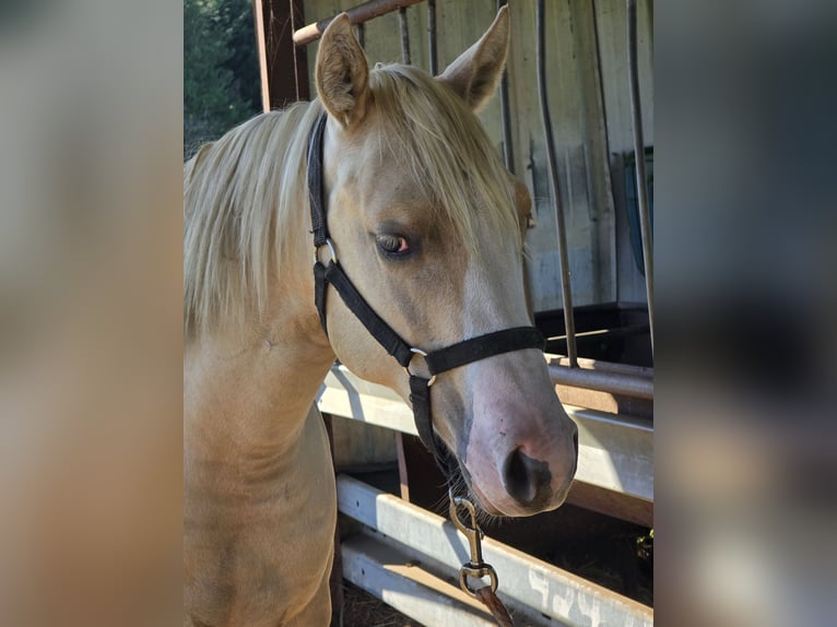 American Quarter Horse Hengst 1 Jaar 150 cm Palomino in Begijnendijk