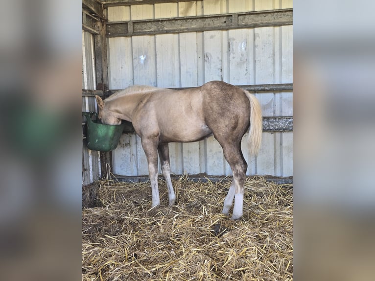 American Quarter Horse Hengst 1 Jaar 150 cm Palomino in Betekom
