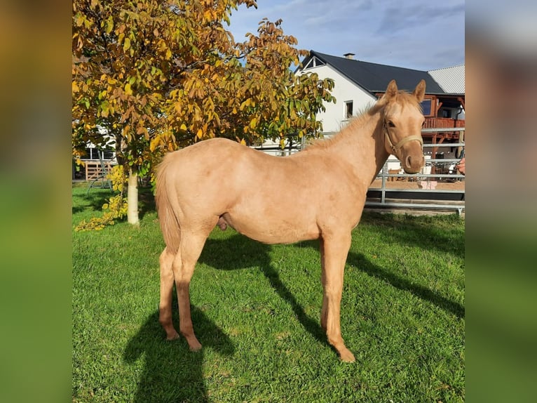 American Quarter Horse Hengst 1 Jaar 150 cm Palomino in Harth-Pöllnitz