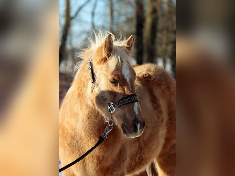 American Quarter Horse Hengst 1 Jaar 150 cm Palomino in Hellenthal