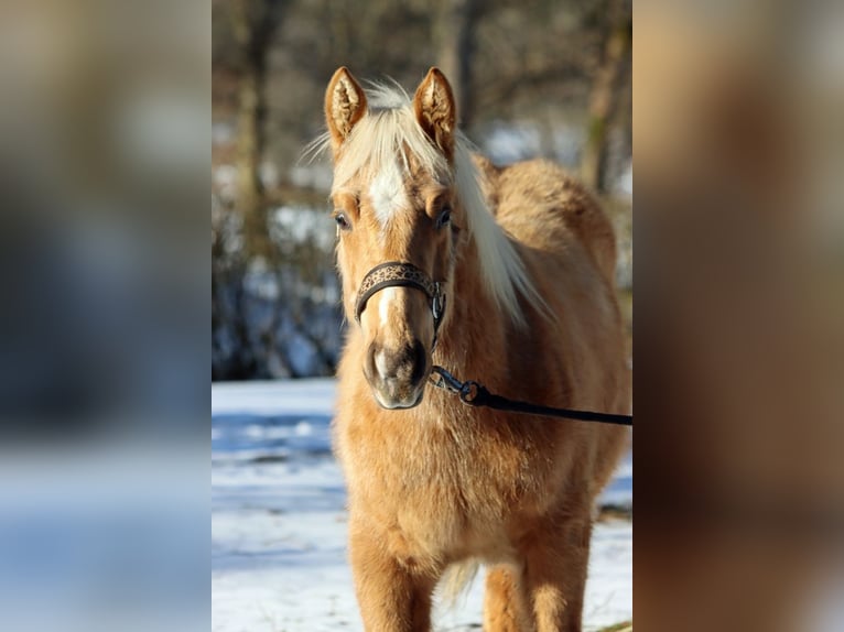 American Quarter Horse Hengst 1 Jaar 150 cm Palomino in Hellenthal