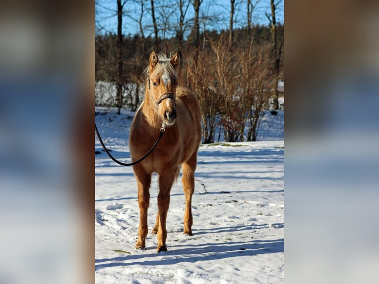 American Quarter Horse Hengst 1 Jaar 150 cm Palomino in Hellenthal