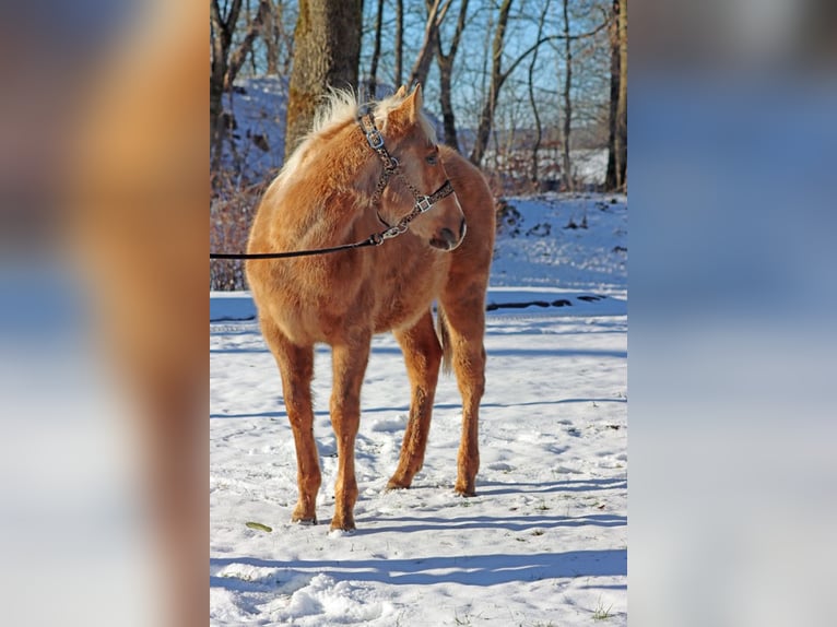 American Quarter Horse Hengst 1 Jaar 150 cm Palomino in Hellenthal