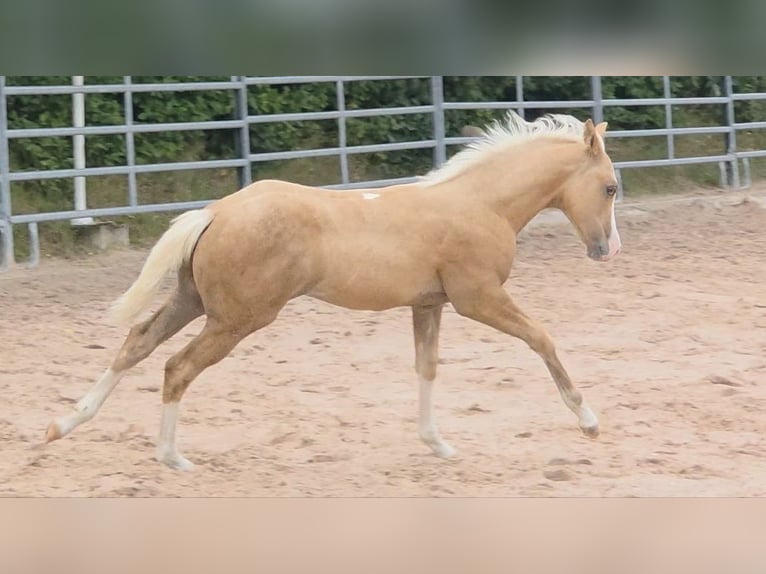 American Quarter Horse Hengst 1 Jaar 150 cm Palomino in Langenbach
