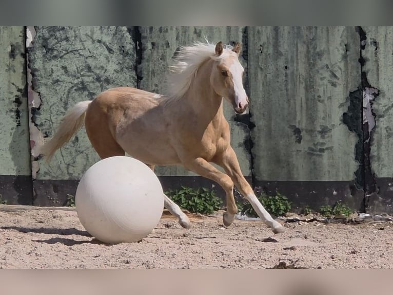 American Quarter Horse Hengst 1 Jaar 150 cm Palomino in Langenbach