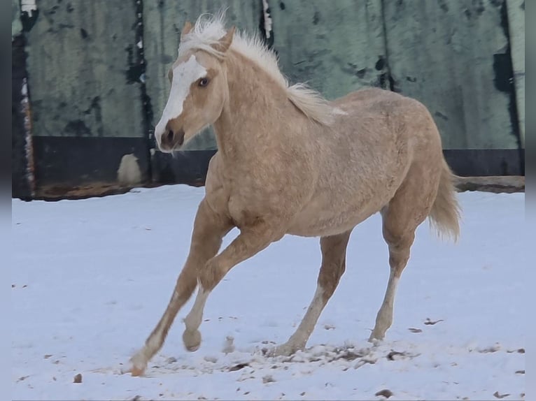 American Quarter Horse Hengst 1 Jaar 150 cm Palomino in Langenbach