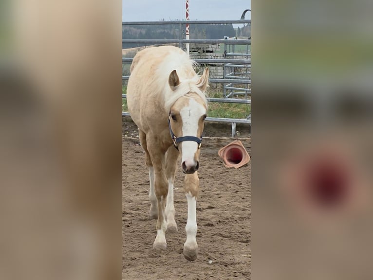 American Quarter Horse Hengst 1 Jaar 150 cm Palomino in Langenbach