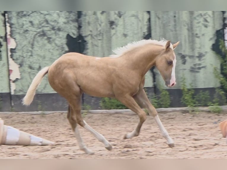 American Quarter Horse Hengst 1 Jaar 150 cm Palomino in Langenbach