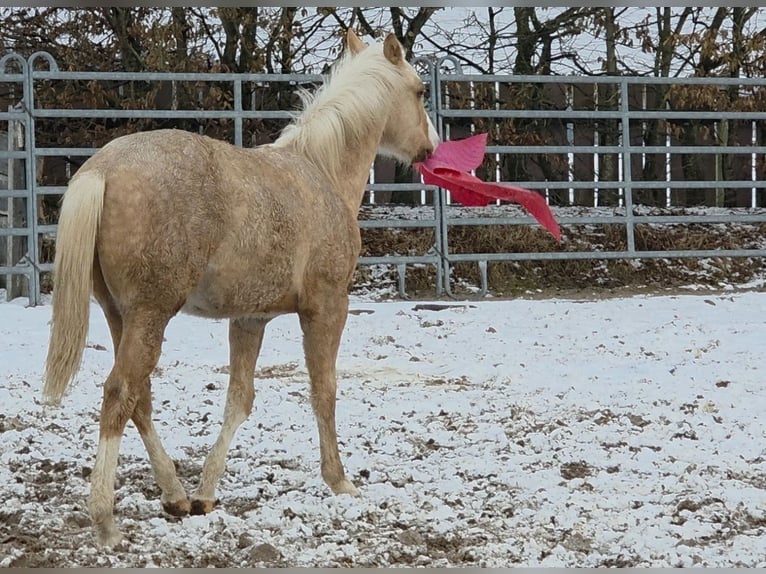 American Quarter Horse Hengst 1 Jaar 150 cm Palomino in Langenbach