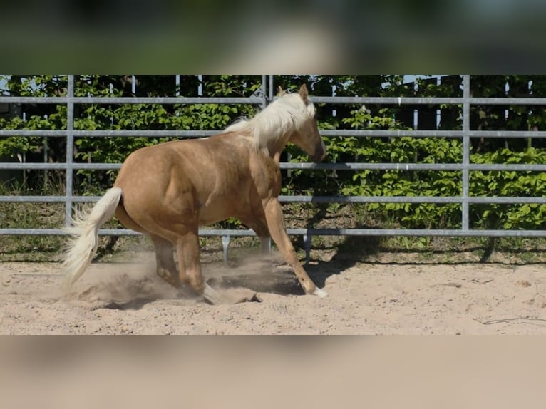 American Quarter Horse Hengst 1 Jaar 150 cm Palomino in Langenbach