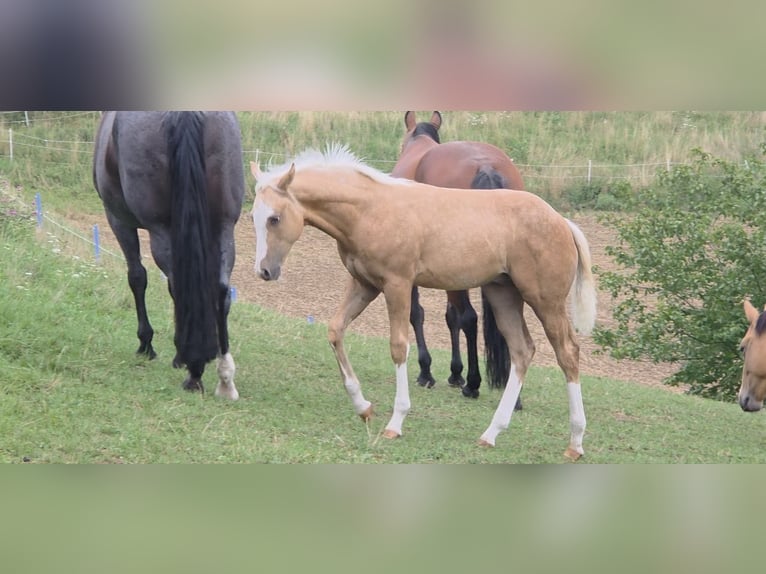 American Quarter Horse Hengst 1 Jaar 150 cm Palomino in Langenbach