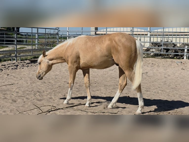 American Quarter Horse Hengst 1 Jaar 150 cm Palomino in Langenbach