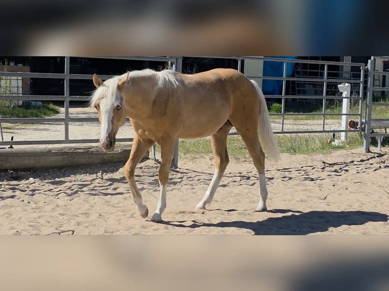 American Quarter Horse Hengst 1 Jaar 150 cm Palomino in Langenbach
