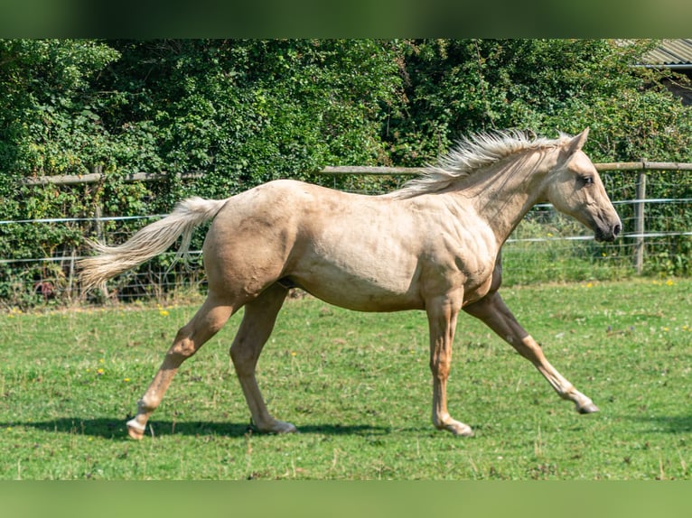 American Quarter Horse Hengst 1 Jaar 150 cm Palomino in Brecon