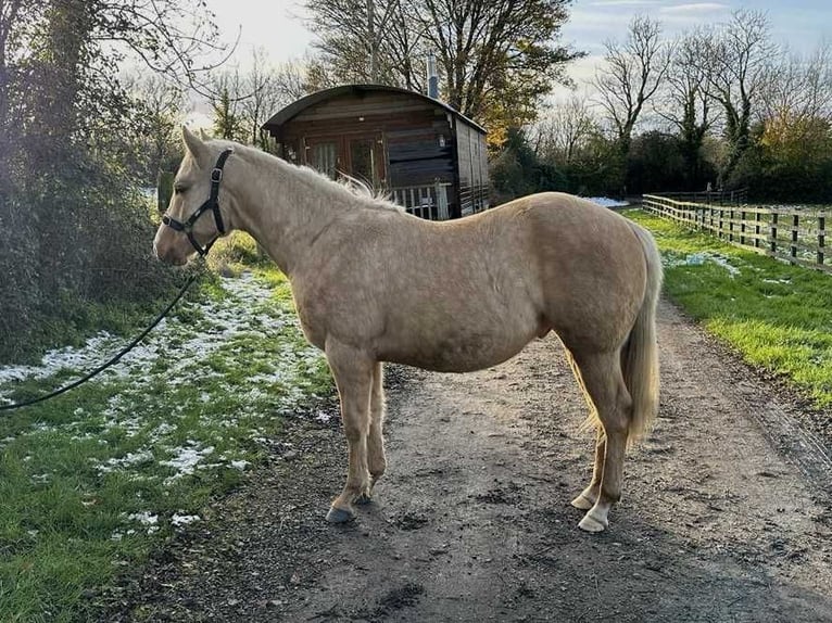 American Quarter Horse Hengst 1 Jaar 150 cm Palomino in Brecon