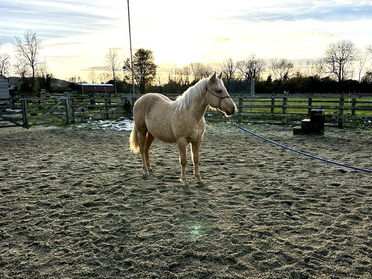 American Quarter Horse Hengst 1 Jaar 150 cm Palomino in Brecon