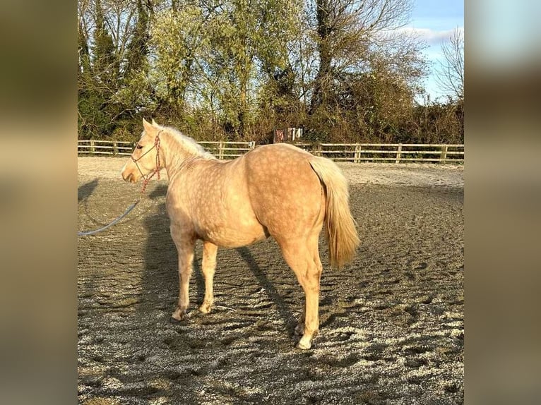 American Quarter Horse Hengst 1 Jaar 150 cm Palomino in Brecon