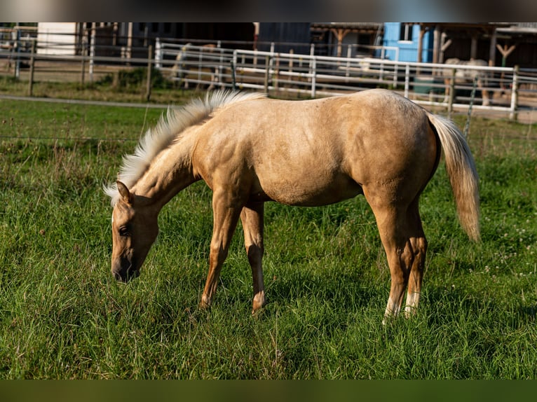 American Quarter Horse Hengst 1 Jaar 150 cm Palomino in Lüdinghausen