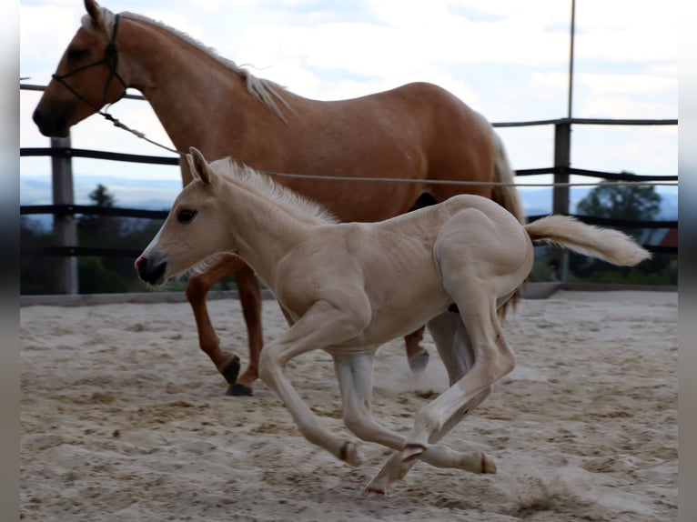 American Quarter Horse Hengst 1 Jaar 150 cm Palomino in Müglitztal