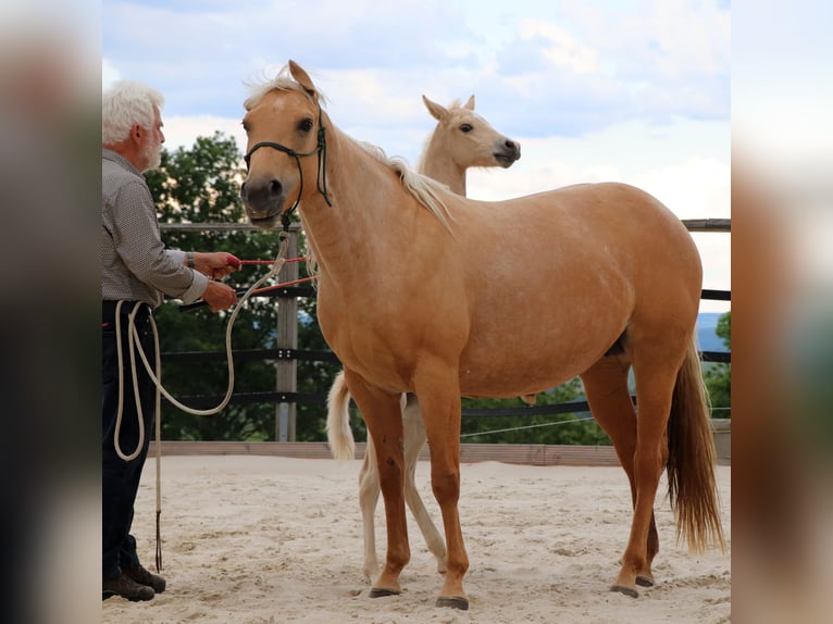 American Quarter Horse Hengst 1 Jaar 150 cm Palomino in Müglitztal