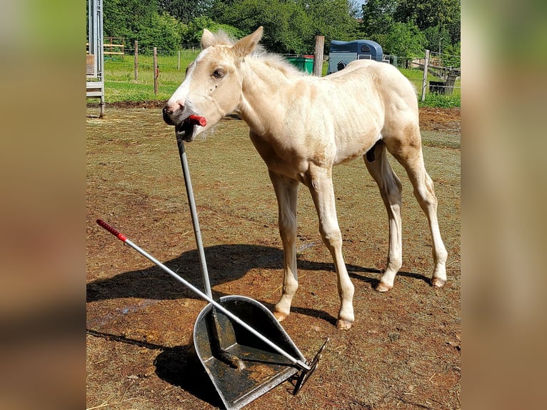 American Quarter Horse Hengst 1 Jaar 150 cm Palomino in Müglitztal