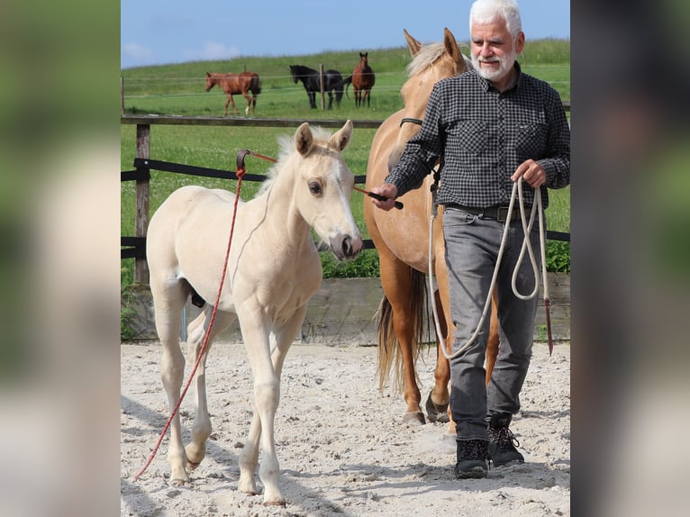 American Quarter Horse Hengst 1 Jaar 150 cm Palomino in Müglitztal