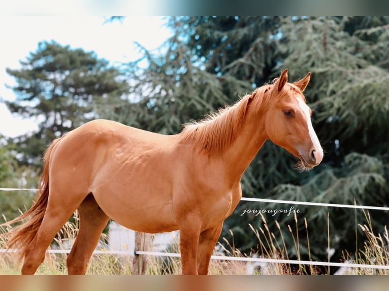 American Quarter Horse Hengst 1 Jaar 150 cm Red Dun in Hennef