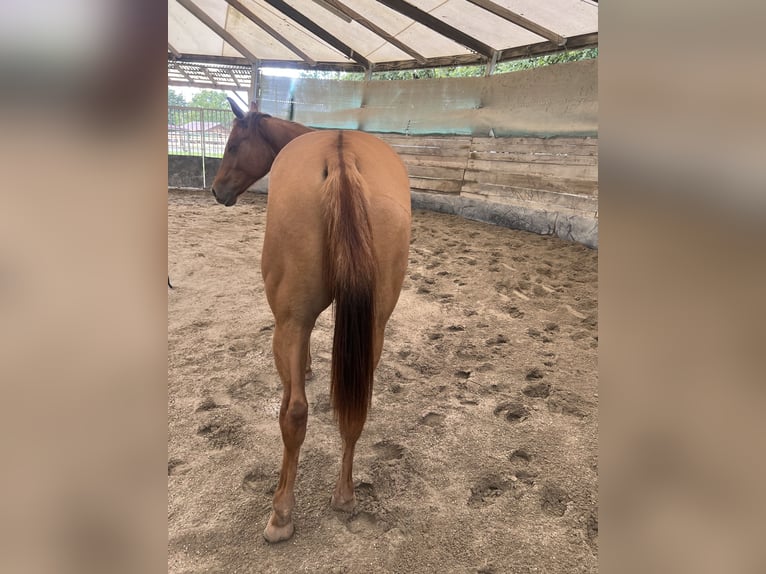 American Quarter Horse Hengst 1 Jaar 150 cm Red Dun in Weyersheim