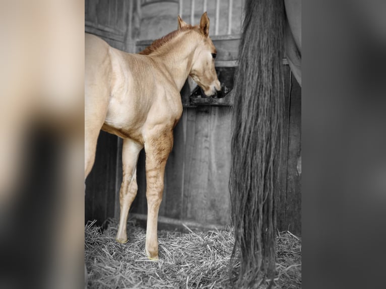 American Quarter Horse Hengst 1 Jaar 150 cm Red Dun in Villingen-Schwenningen