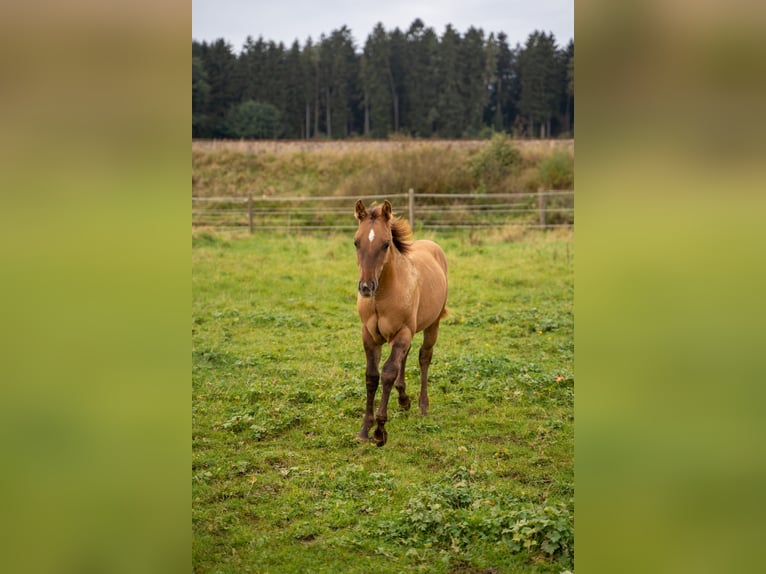 American Quarter Horse Hengst 1 Jaar 150 cm Red Dun in Villingen-Schwenningen