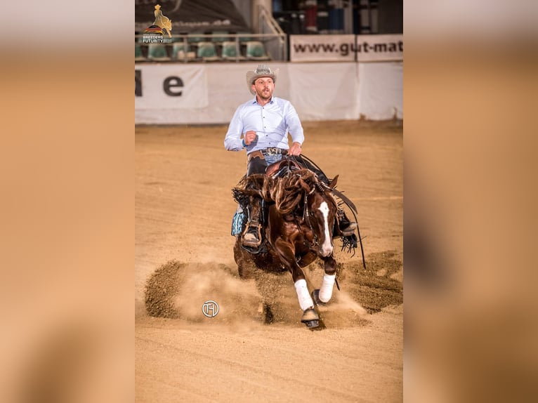 American Quarter Horse Hengst 1 Jaar 150 cm Red Dun in Villingen-Schwenningen