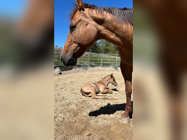 American Quarter Horse Hengst 1 Jaar 150 cm Red Dun in Villingen-Schwenningen