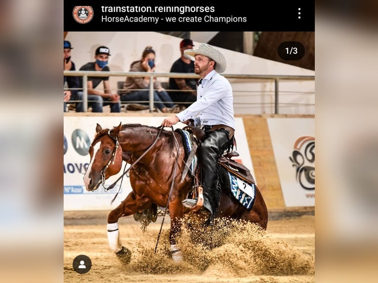 American Quarter Horse Hengst 1 Jaar 150 cm Red Dun in Villingen-Schwenningen