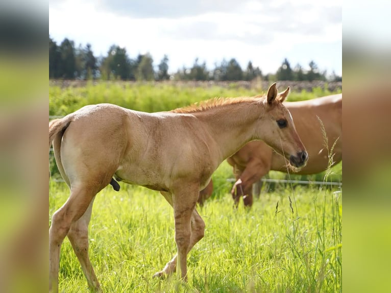 American Quarter Horse Hengst 1 Jaar 150 cm Red Dun in Villingen-Schwenningen