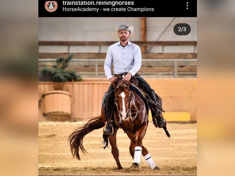 American Quarter Horse Hengst 1 Jaar 150 cm Red Dun in Villingen-Schwenningen