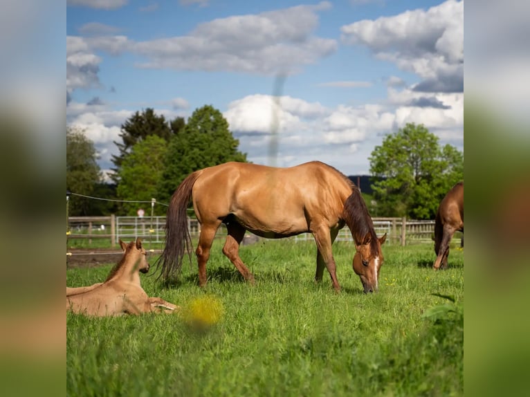 American Quarter Horse Hengst 1 Jaar 150 cm Red Dun in Villingen-Schwenningen